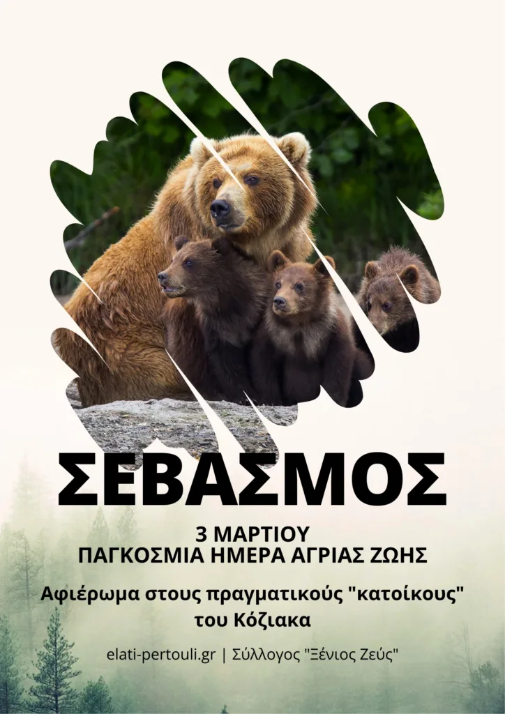Οικογένεια καφέ αρκούδας στο ομιχλώδες ελατοδάσος του Κόζιακα - Αφίσα για την Παγκόσμια Ημέρα Άγριας Ζωής στην Ελάτη και το Περτούλι